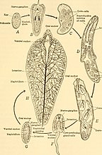 A - ei; B - miracidium; C - sporocyst; D - rediae, E - immature cercaria, F - cercaria, G - cyst, H - volwassen