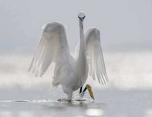 Hunting angel, Sado Estuary (Site of Community Importance) Nuno Candido