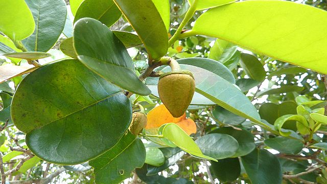 TÌNH YÊU CÂY CỎ  - Page 19 640px-Annona_salzmannii_A._DC._-_Flickr_-_Alex_Popovkin%2C_Bahia%2C_Brazil