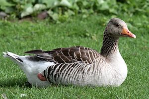 Graylag goose (Anser anser)