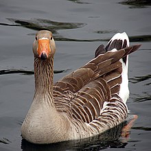 GrågåsFoto: Oli Bac