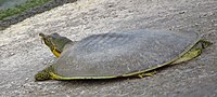 Thumbnail for Pallid spiny softshell turtle