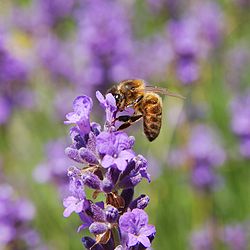En europeisk honningbie bestøver en Lavendula angustifolia
