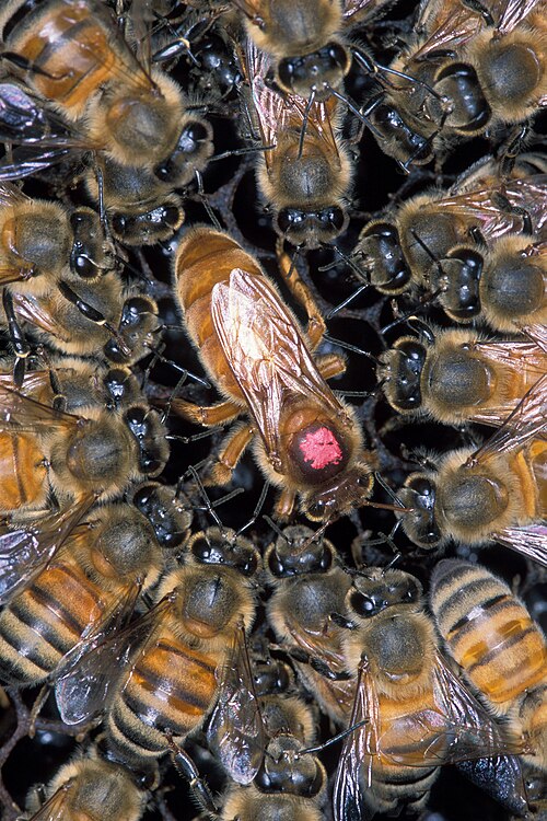 Queen (marked) surrounded by Africanized workers