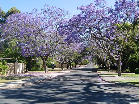 Applecross jacaranda