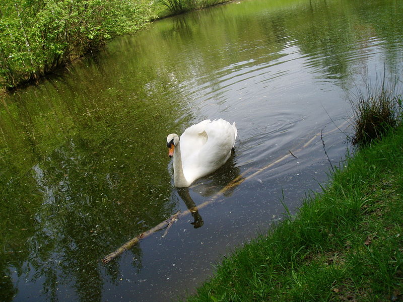 File:Arboretum-swan2.JPG