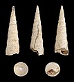 * Nomination Shell of a Pliocene gastropod, Turritella subangulata --Llez 05:49, 29 January 2013 (UTC) * Promotion Good quality. --Poco a poco 18:14, 29 January 2013 (UTC)