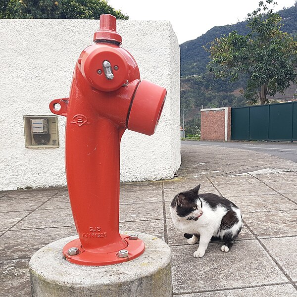 File:Arco de São Jorge, Madeira, cat at red hydrant.jpg