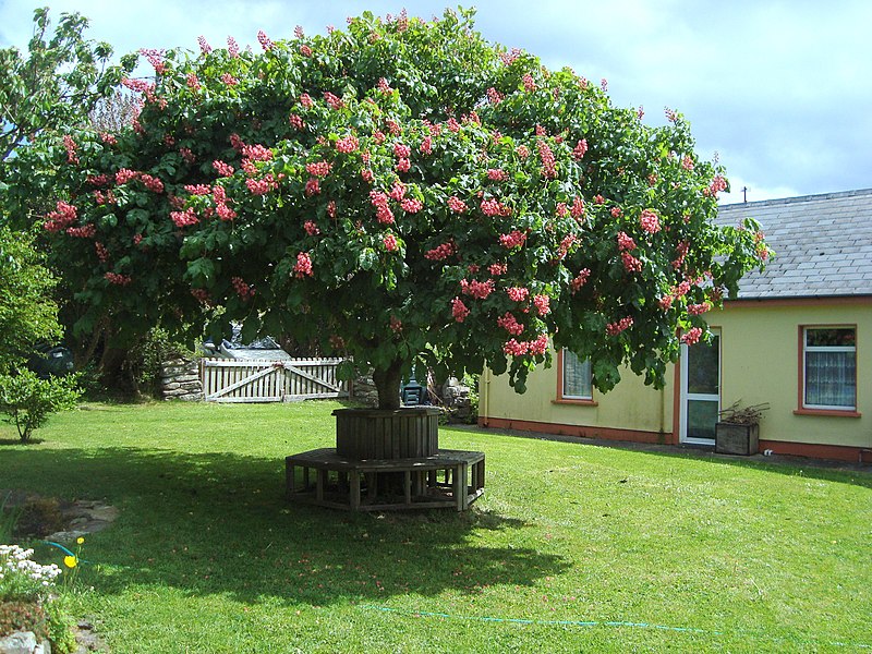 File:Ardtrasna garden - geograph.org.uk - 2399344.jpg