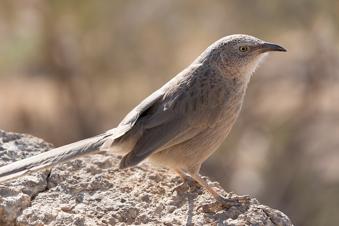 Arabian babbler