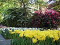 Yellow tulips