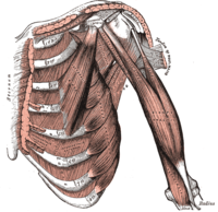 Musculus Biceps Brachii: Terminologie, Deskriptive Anatomie, Funktionelle Anatomie