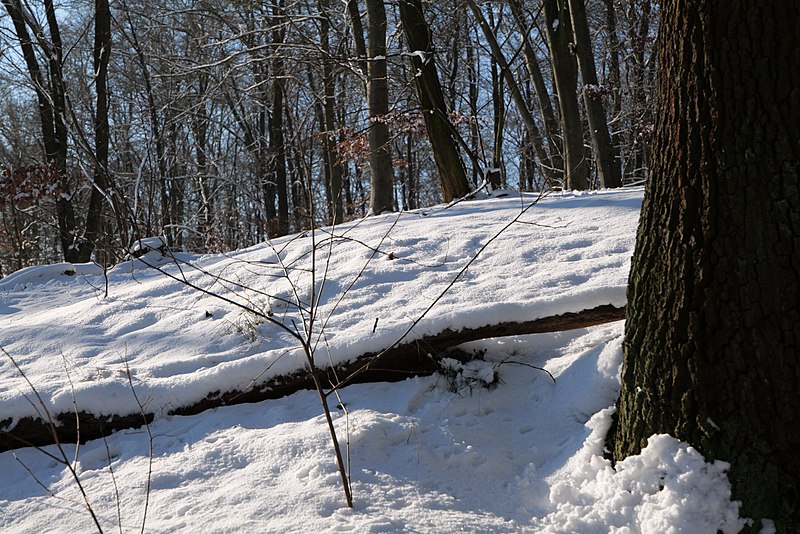 File:Around Schlachtensee with snow 2021-01-31 20.jpg