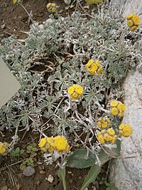 Artemisia glacialis