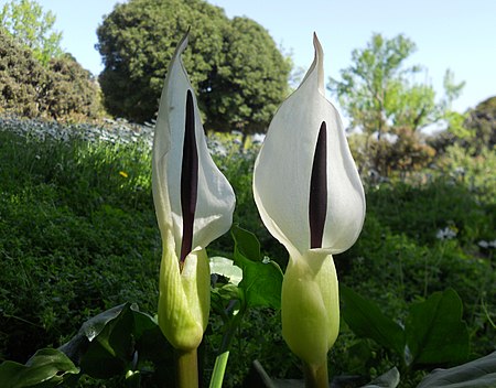 Arum idaeum.jpg