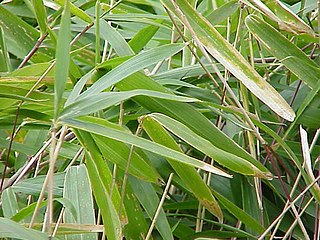 <span class="mw-page-title-main">Arundinarieae</span> Tribe of grasses