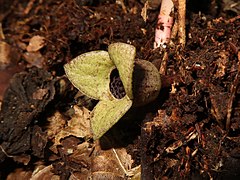 花の側面。萼筒内壁は濃紫色で、網状隆起がある。