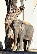Asiatischer Elefant Elephas maximus Tierpark Hellabrunn-10