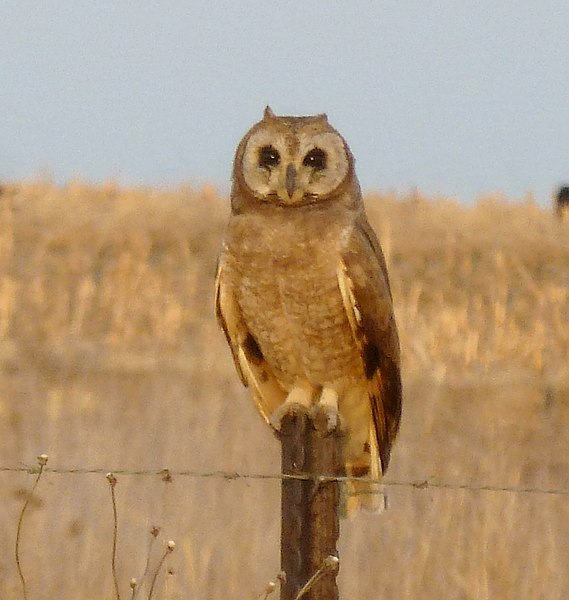 File:Asio capensis, Tweeling, a.jpg