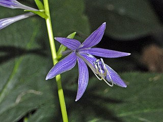 <i>Hosta laevigata</i> species of plant