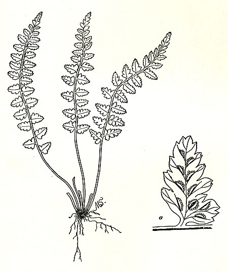 Tập_tin:Asplenium_bradleyi-Parsons.jpg