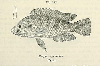 <i>Astatotilapia swynnertoni</i> Species of fish