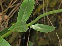 Leaves of Urospermum dalechampii Asteraceae - Urospermum dalechampii.JPG