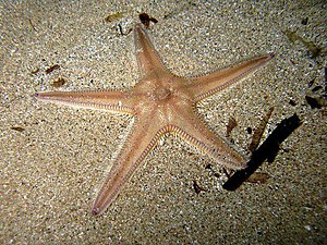 Astropecten irregularis pentacanthus Sardegna09 17cm 5962.jpg