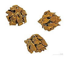 A. selaginoides seed cones. Athrotaxis selaginoides MHNT.BOT.2005.0.1121.jpg