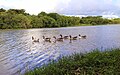 Lago Municipal de Cascavel