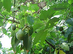 Frutos de P. americana