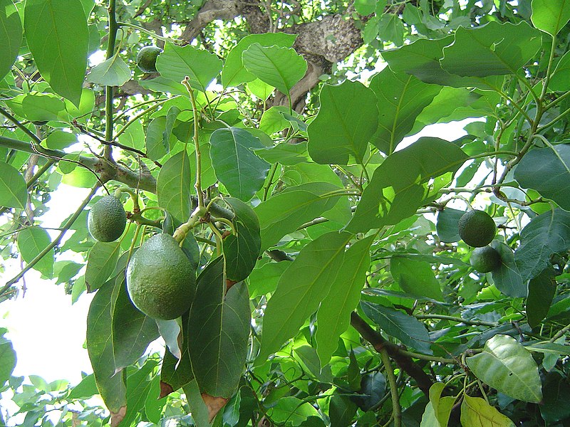 File:Avocado fruitnfoliage.jpg