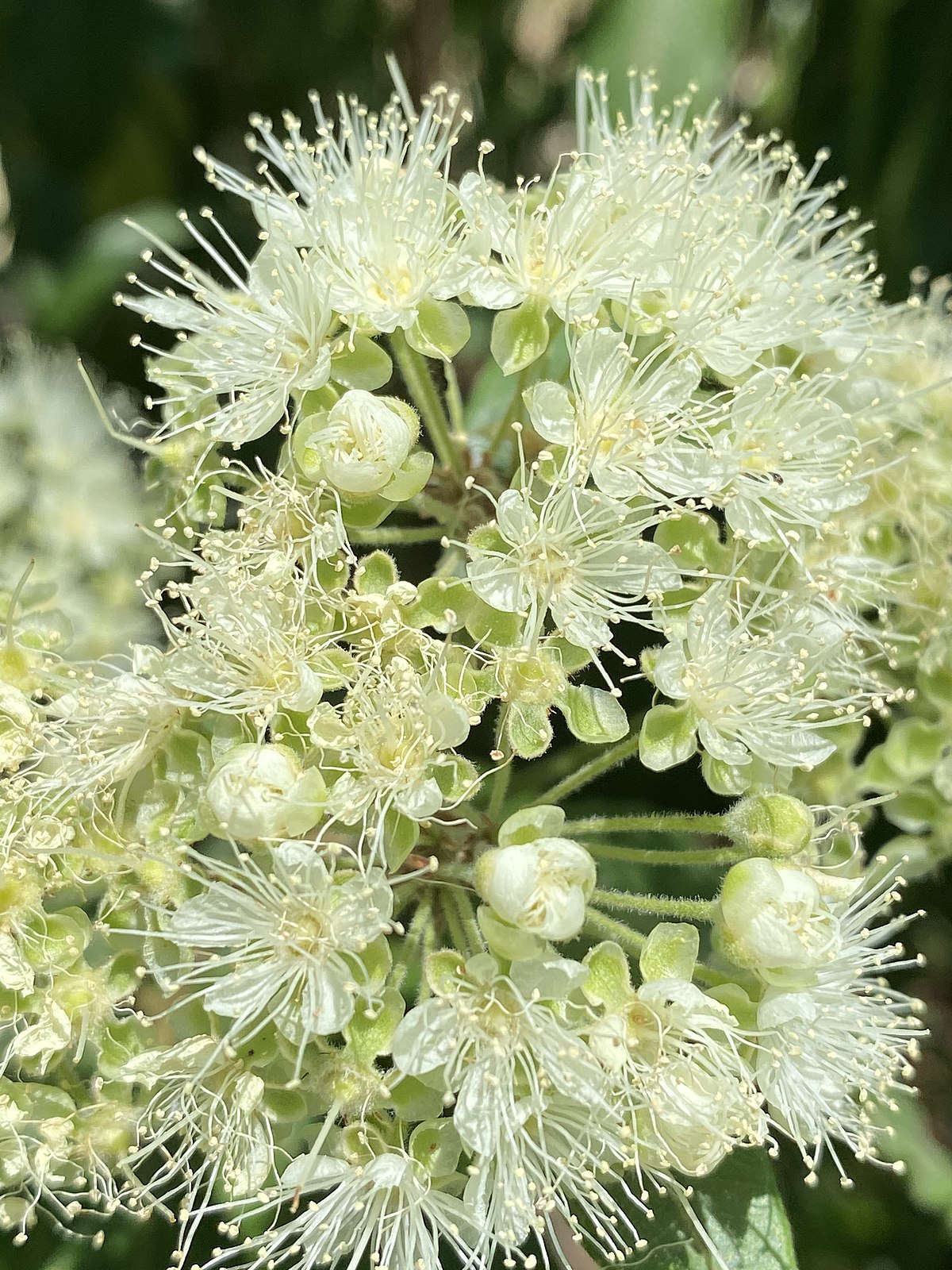 Backhousia citriodora flowers 01.jpg