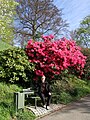 Baden-Baden, Rhododendron 2012