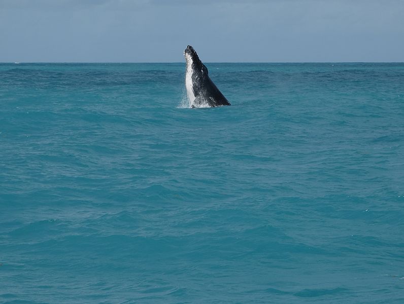 File:Baleia jubarte, Parque Nacional Marinho dos Abrolhos.JPG