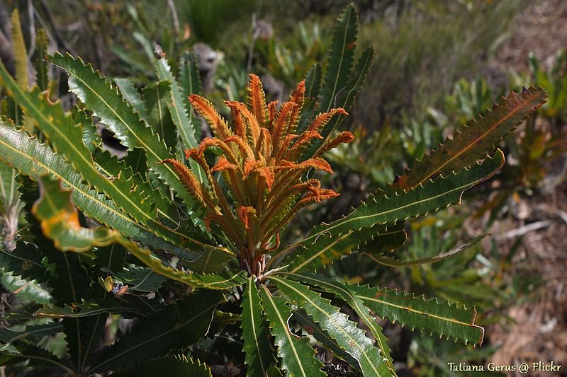 File:Banksia aemula - new leaves (15647739489).jpg