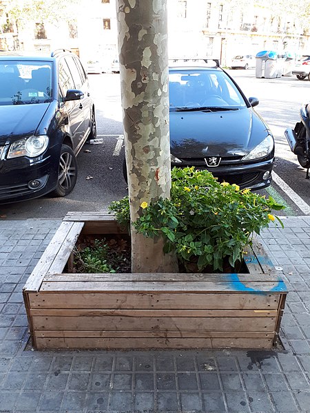 File:Barcelona tree seat 2017 B.jpg