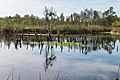 Bargerveen 23-08-2019. (d.j.b). 15.jpg