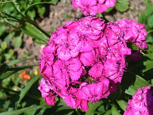 <center>Dianthus barbatus</center>