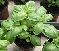 Sweet basil