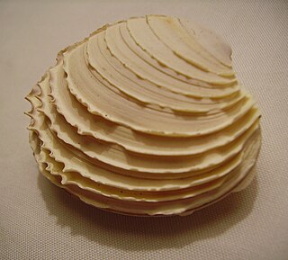 <i>Bassina yatei</i> Species of bivalve