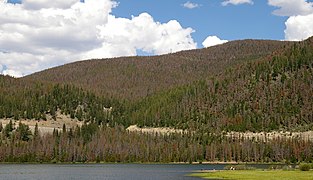 A pine tree forest north of Breckenridge, CO shows infestation in 2008.