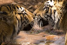 Bengal tiger - Wikipedia