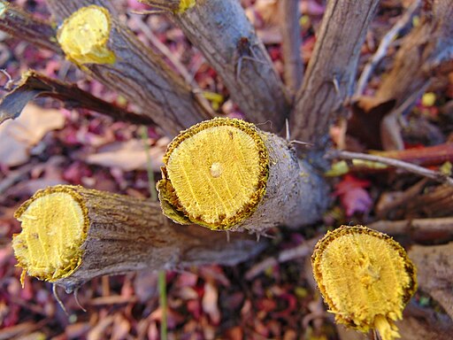 メギ（目木）の木の断面,Berberis thunbergii cut wood colour