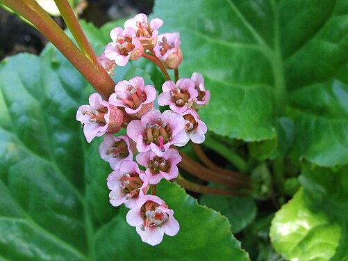 Bergenia crassifolia a2.jpg