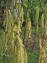 Betula pendula