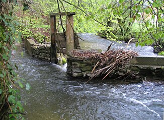 Beavers in the border area between the cantons of Friborg and Bern