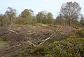 Tree felling to prevent root damage to the ramparts; this is at the NE end