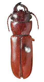 <i>Birandra</i> Genus of beetles