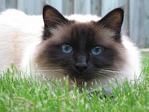 Birman2.jpg